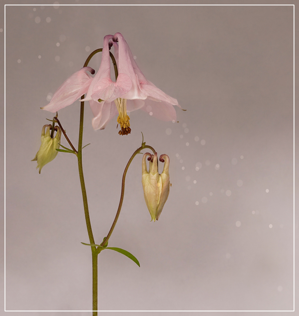 Aquilegia alpina