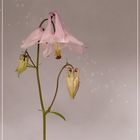 Aquilegia alpina