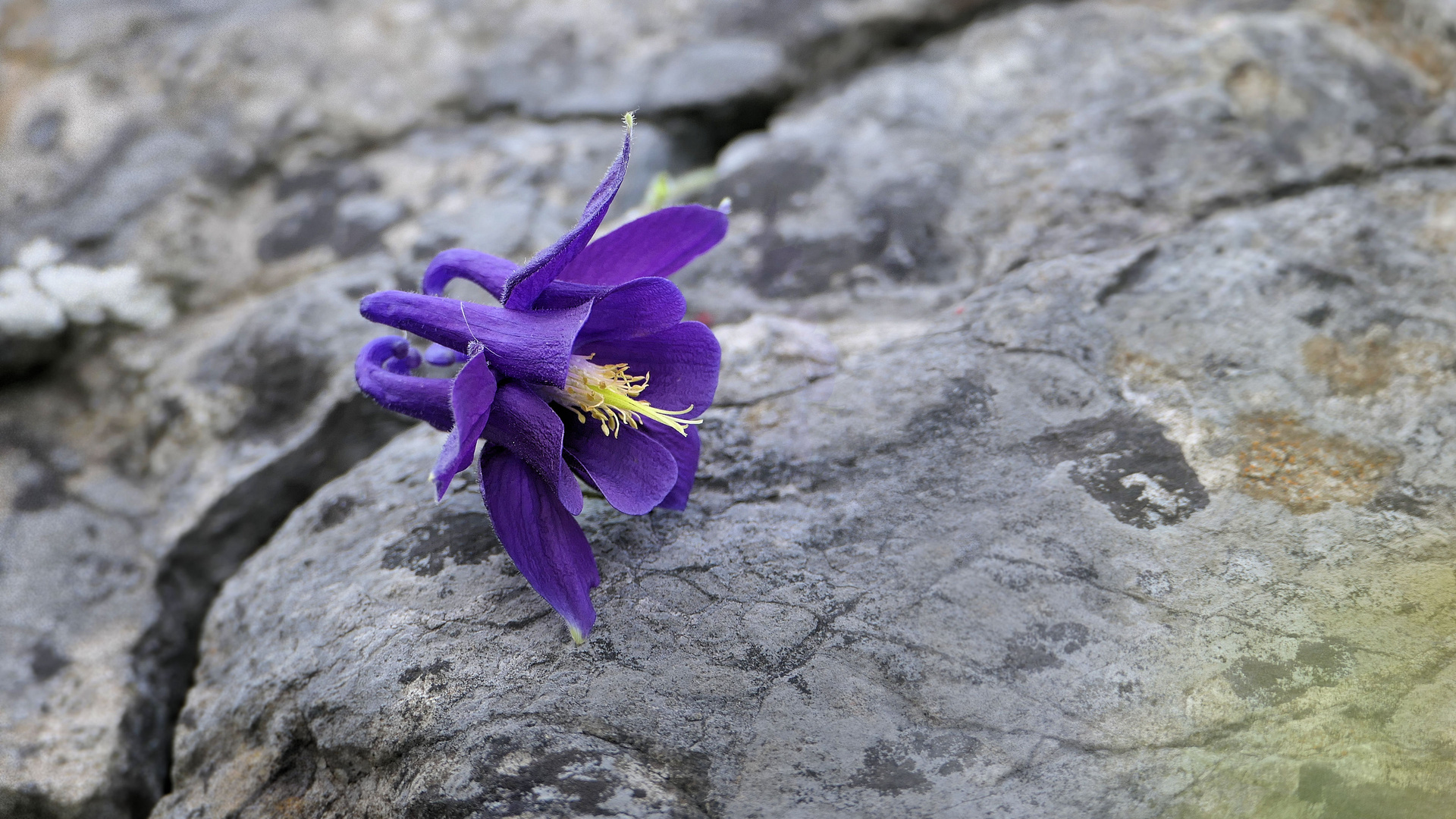 Aquilegia alpina close up