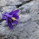 Aquilegia alpina close up