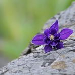 Aquilegia alpina