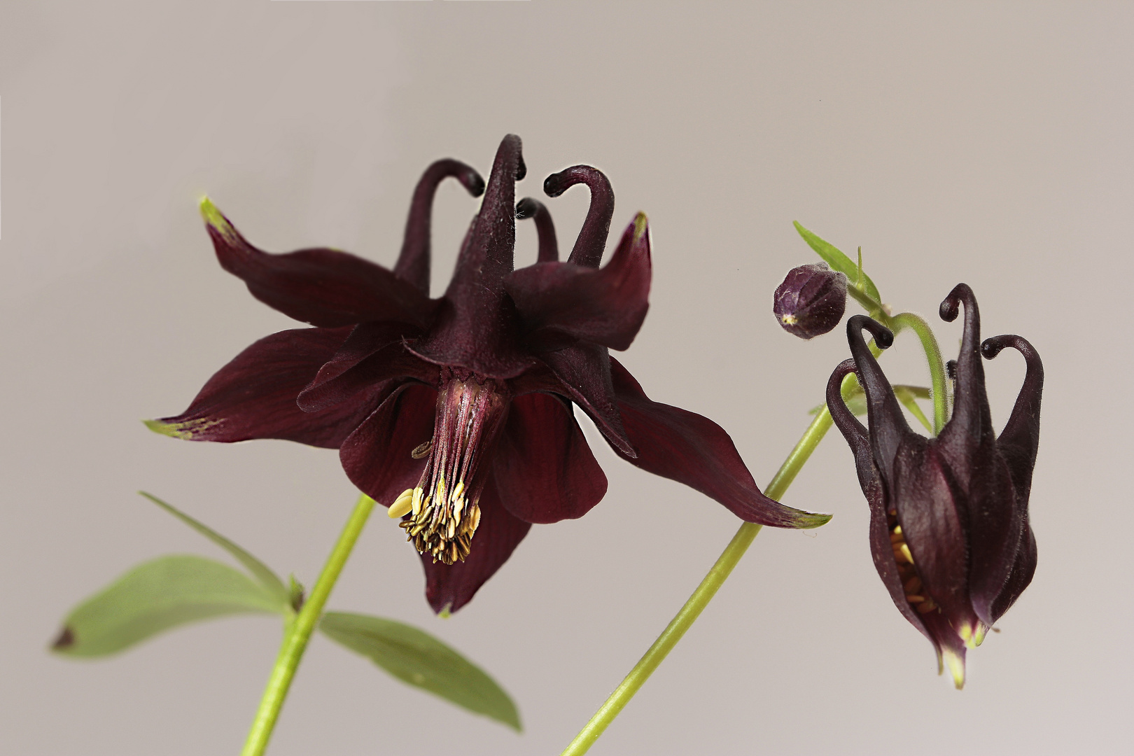 Aquilegia atrata