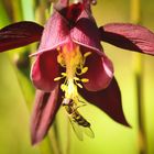 Aquilegia atrata