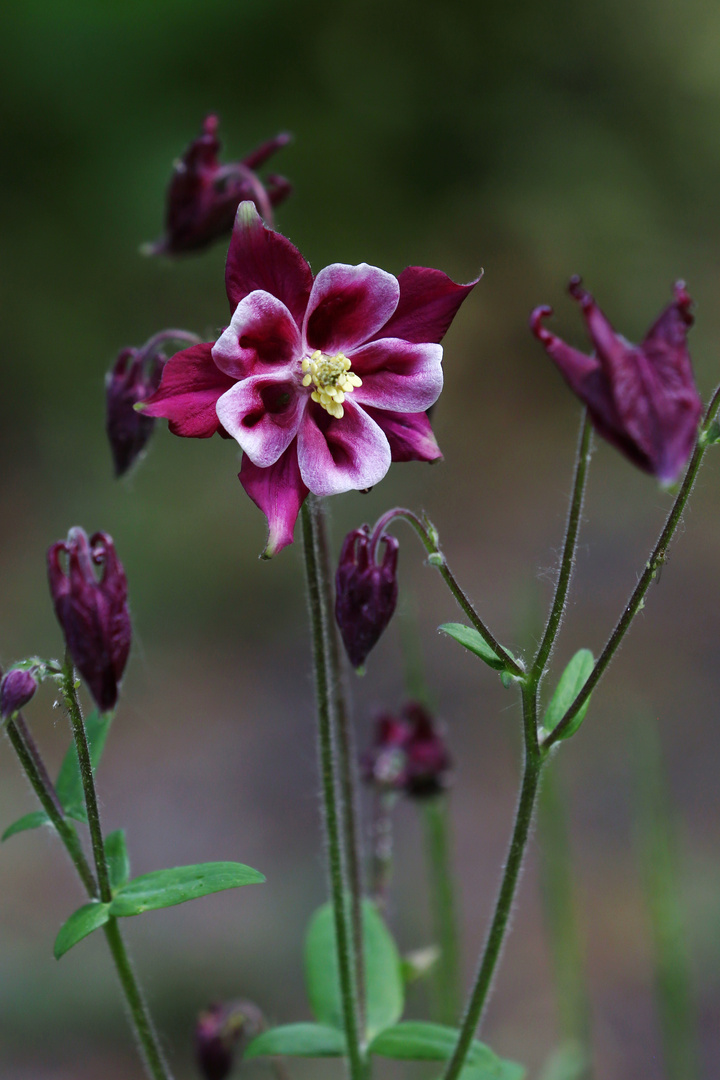 Aquilegia atrata - Rare Wildflower