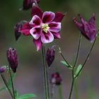 Aquilegia atrata - Rare Wildflower
