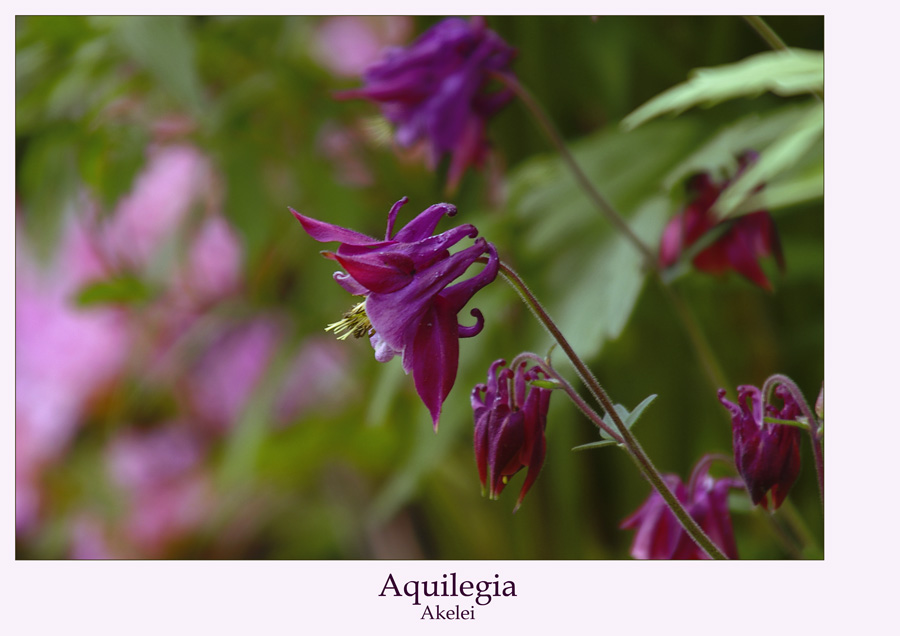 Aquilegia...