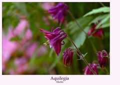 Aquilegia...