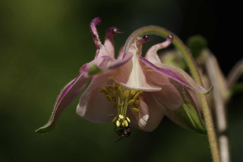 Aquilegia