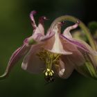 Aquilegia