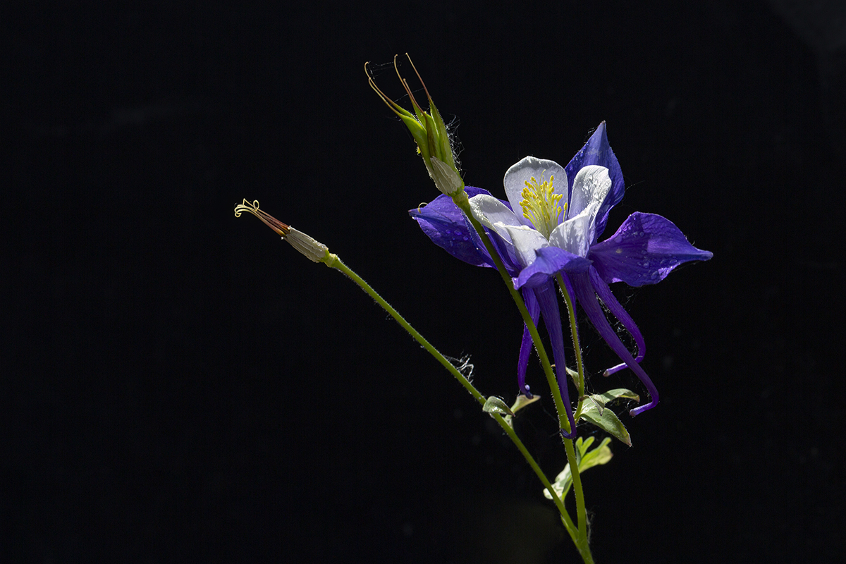 Aquilegia Blue Star