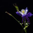 Aquilegia Blue Star