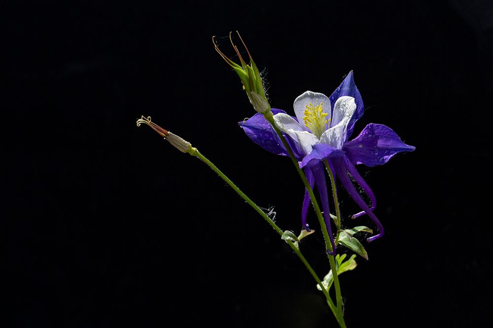 Aquilegia Blue Star