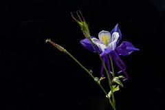 Aquilegia Blue Star