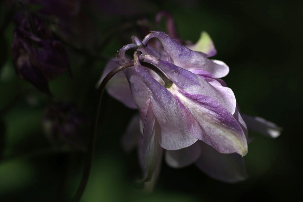 Aquilegia