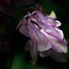 Aquilegia