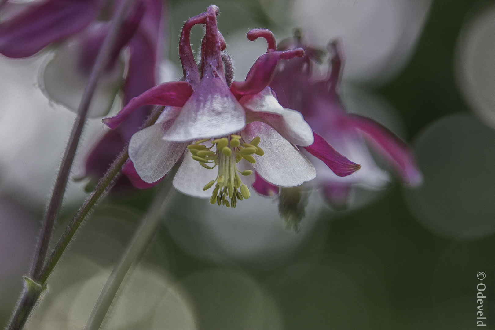 Aquilegia caerulea Crimson Star.