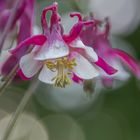 Aquilegia caerulea Crimson Star.