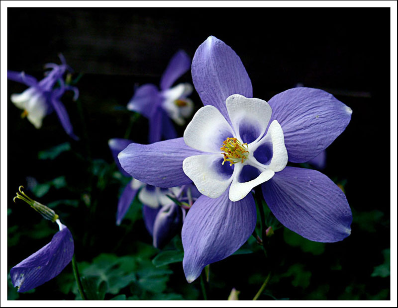 Aquilegia cerúlea