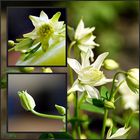 Aquilegia clematiflora