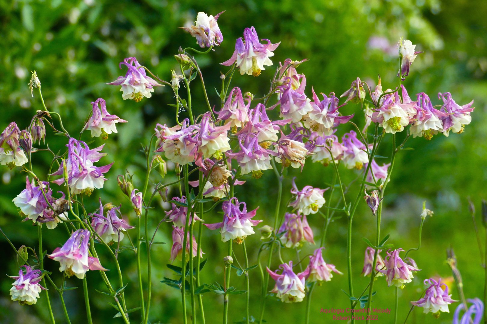 Aquilegia Crownhill Melody -  Gefüllte Akelei Gelb - Double columbine by Robert Höck 2022