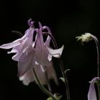 Aquilegia