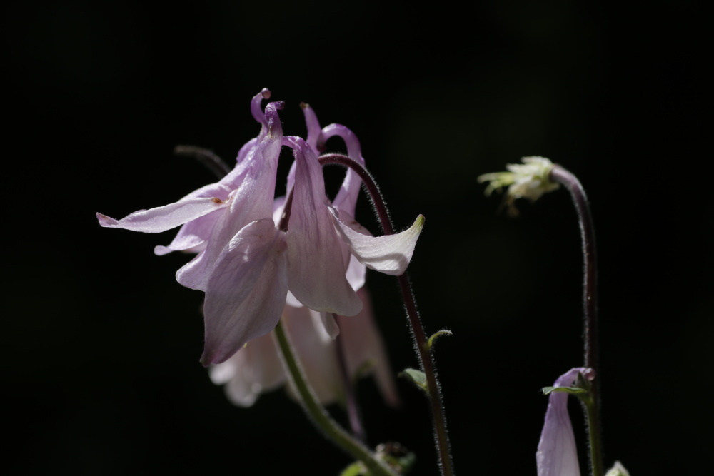 Aquilegia