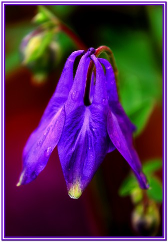 Aquilegia.