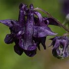 Aquilegia