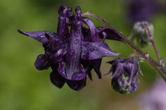 Aquilegia