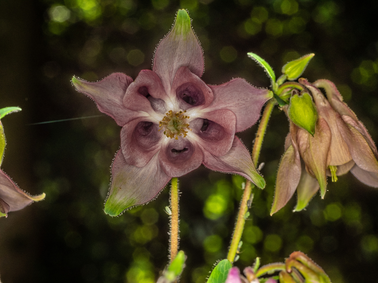 Aquilegia - die Akelei