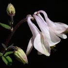 Aquilegia