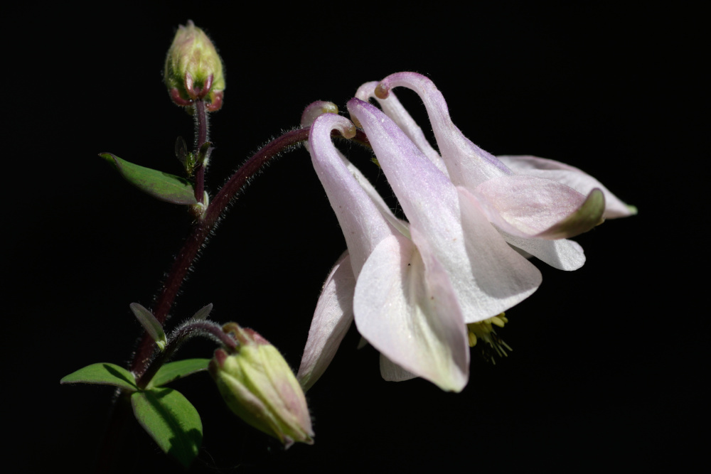 Aquilegia