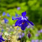 Aquilegia einseleana - die in den Alpen endemische "Einseles Akelei"