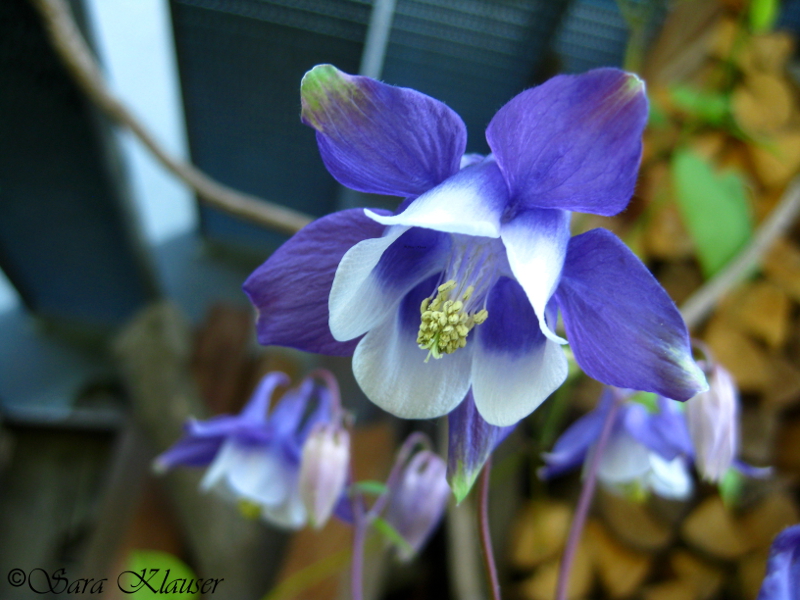 Aquilegia