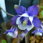 Aquilegia