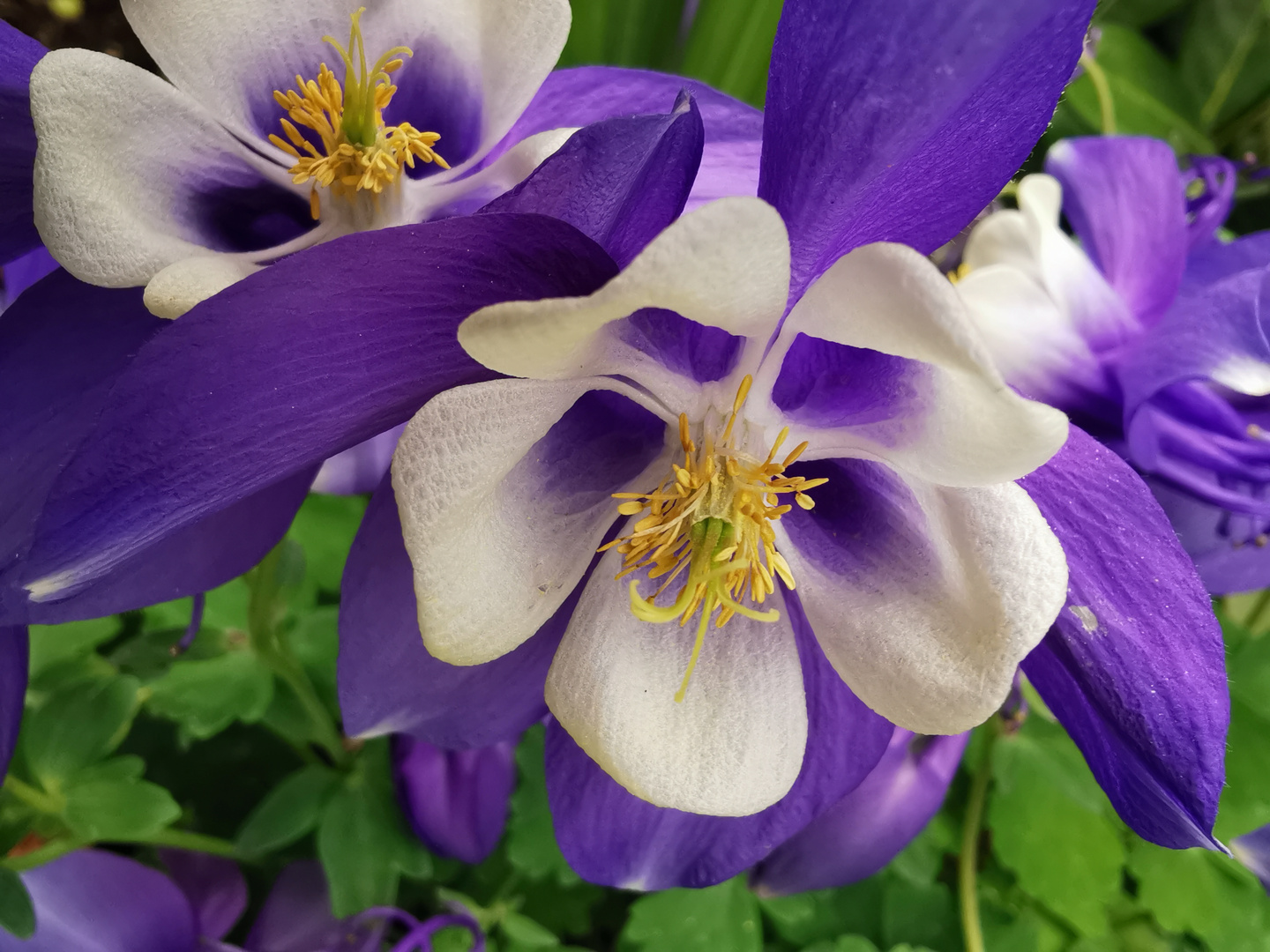 Aquilegia