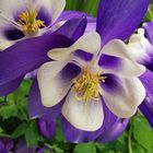 Aquilegia