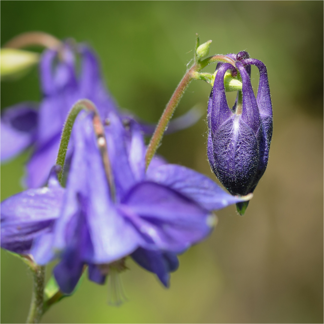 Aquilegia