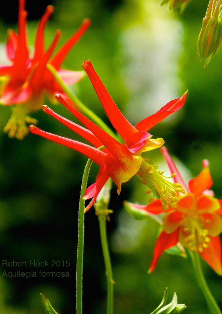 Aquilegia formosa eine scharlachrote Wildform der Akelei aus dem westlichen Nordamerika