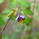 Aquilegia hebeica syn. Aquilegia parviflora Akelei by Robert Höck