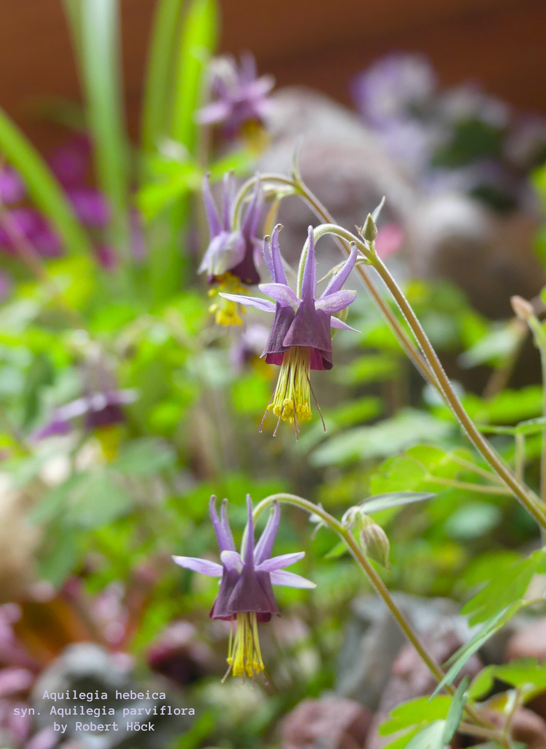 Aquilegia hebeica syn. Aquilegia parviflora by Robert Höck