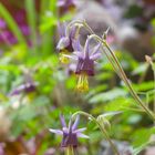 Aquilegia hebeica syn. Aquilegia parviflora by Robert Höck