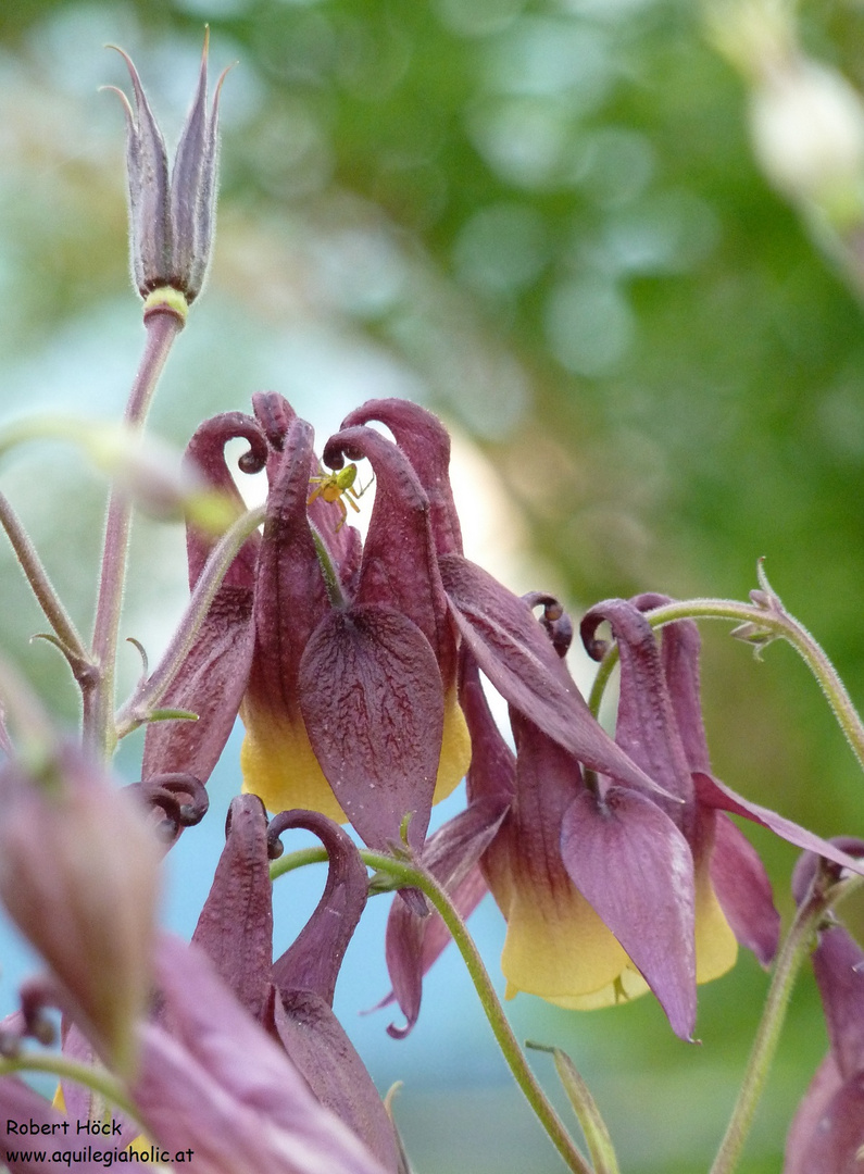 Aquilegia oxysepala, die Chinesische Akelei besticht durch eine zauberhafte Farbgebung