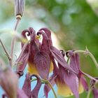 Aquilegia oxysepala, die Chinesische Akelei besticht durch eine zauberhafte Farbgebung