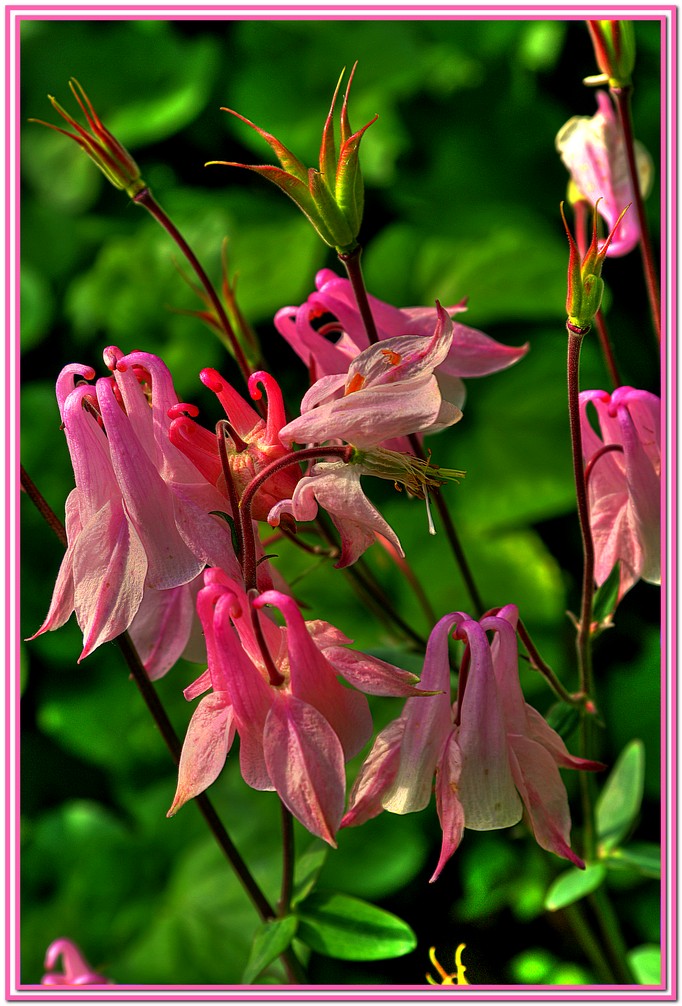 Aquilegia rosa.