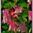 Aquilegia rosa.