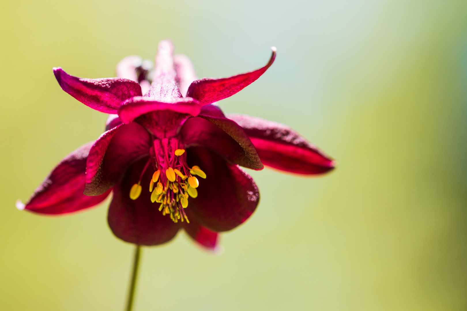 Aquilegia scura