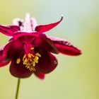 Aquilegia scura