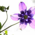 Aquilegia solanum ;0)