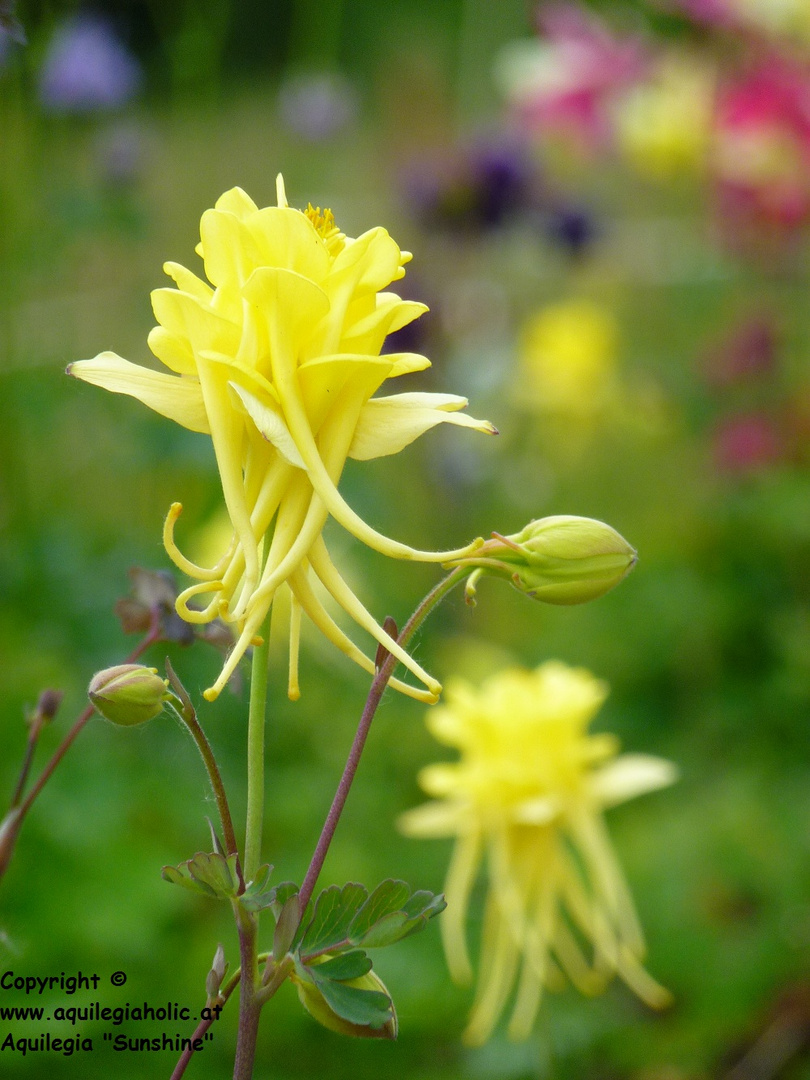 Aquilegia "Sunshine", new perennial plant 2011, yellow columbine with longspurred double blooms
